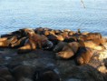 /album/fotogaleria/lobos-marinos-jpg/